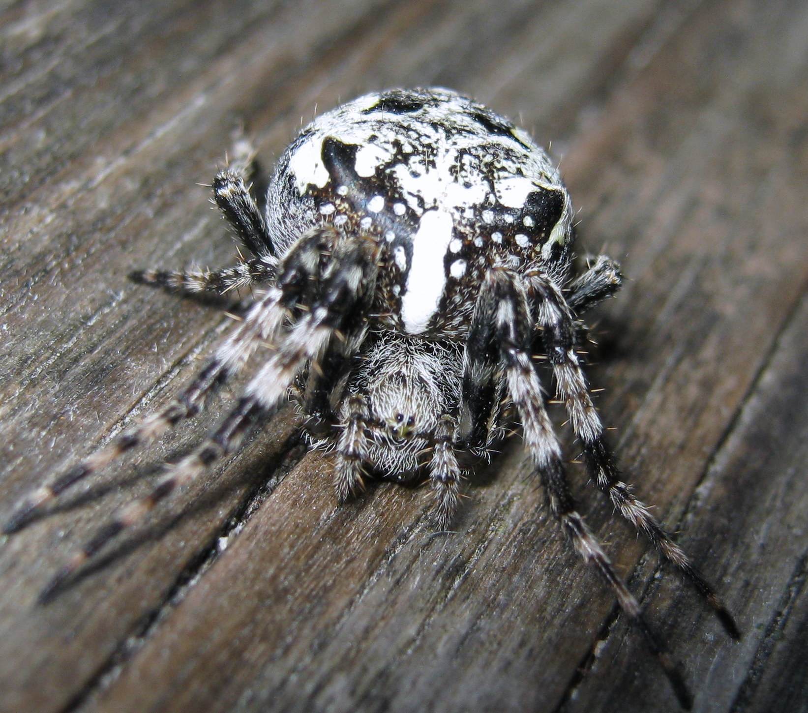 Araneus nordmanni ?